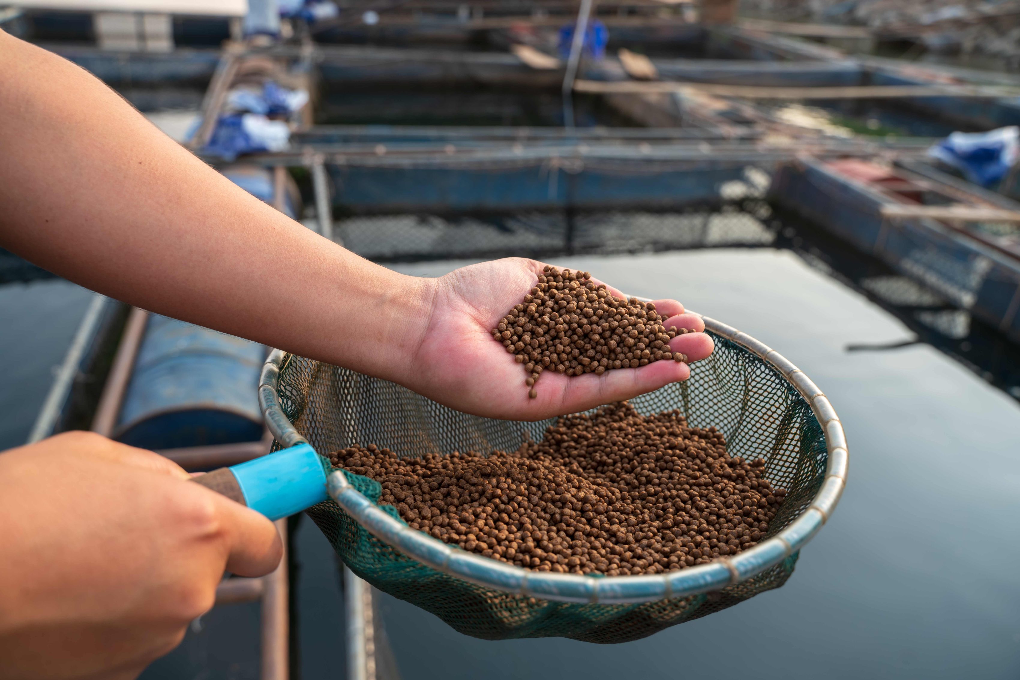 Uso de Antibiótico para Peixe: Boas Práticas na Tilapicultura