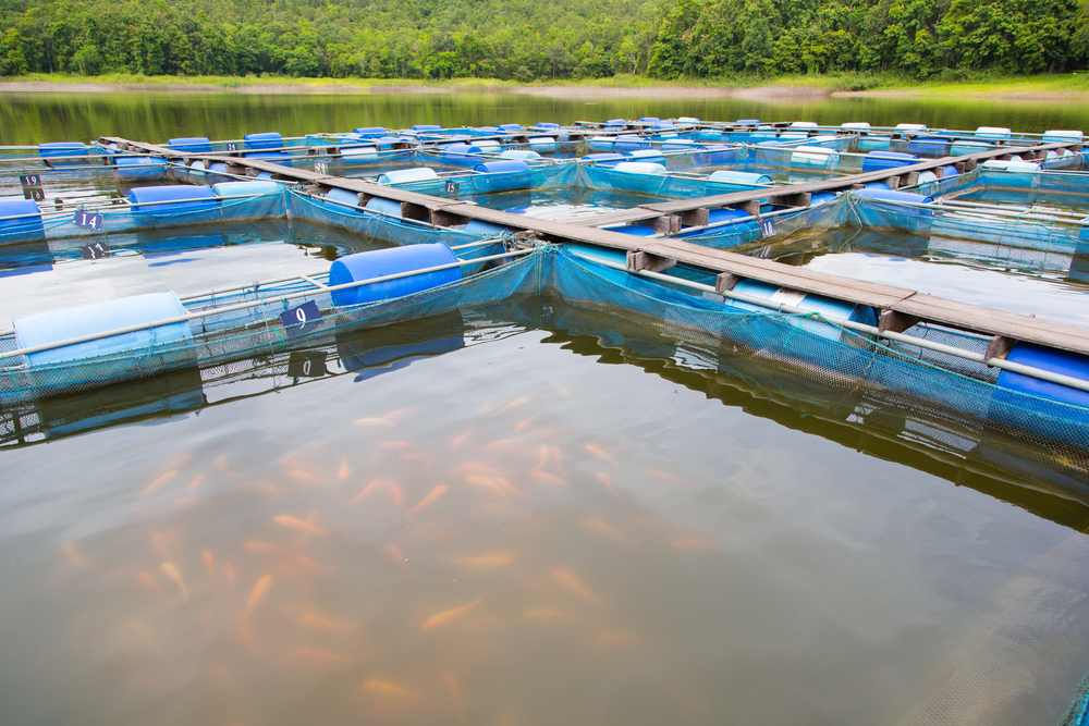 Agência ALESC  Cultivo de peixes pode dar lucro de R$ 1 por kg produzido