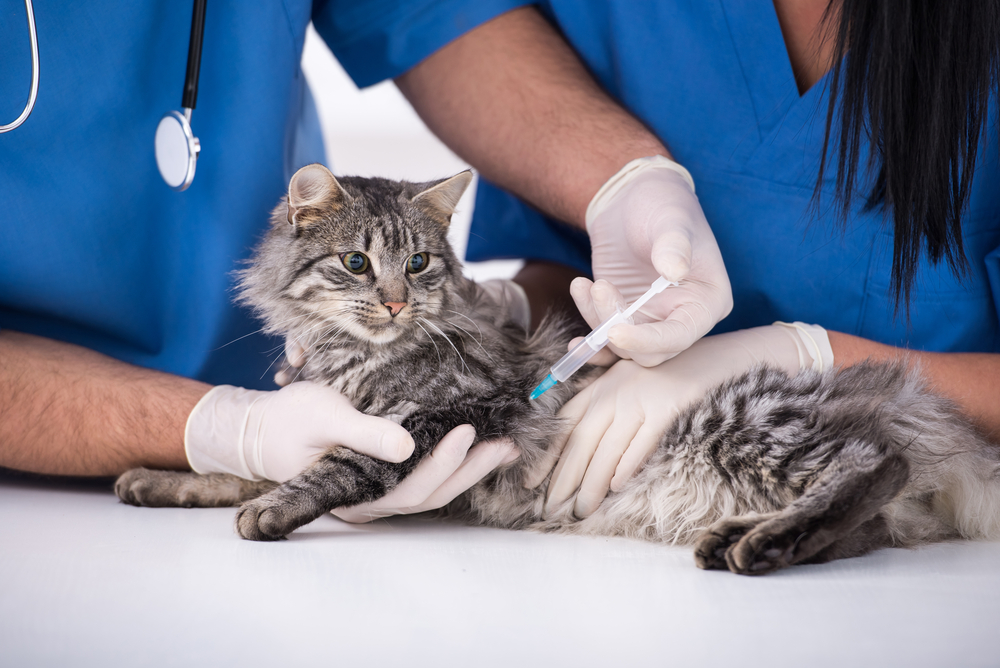 Sinais de gripe felina e tratamento