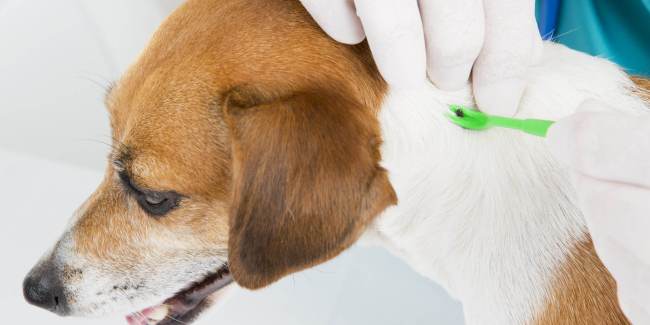 doença canina por carrapatos