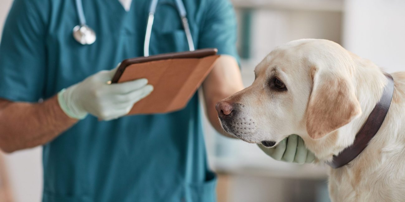 Veterinário fazendo exame em cachorro labrador na clínica veterinária.