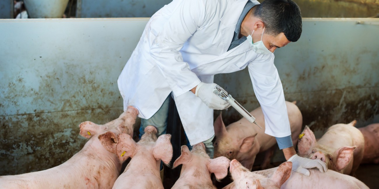 Retrato do veterinário do sexo masculino em um casaco branco e máscara facial com seringa e frasco para injetáveis em um chiqueiro.