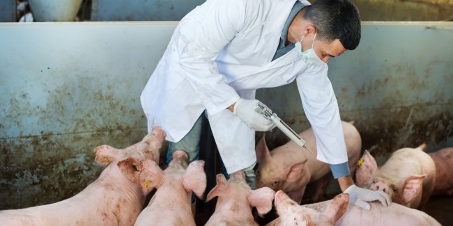Retrato do veterinário do sexo masculino em um casaco branco e máscara facial com seringa e frasco para injetáveis em um chiqueiro.