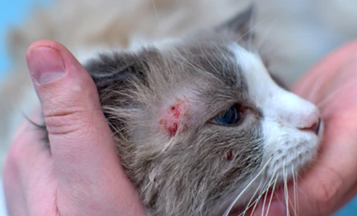 A dermatite alérgica à picada de pulga (DARP) causa desconforto e coceira intensa, alterando significativamente a qualidade de vida dos felinos.