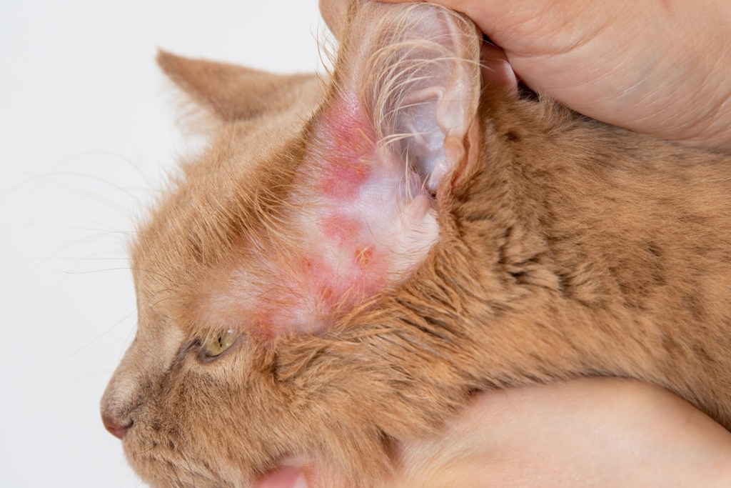 A sarna é uma patologia cutânea que afeta felinos produzida por ectoparasitas, chamados ácaros, que vivem em contato íntimo com o hospedeiro.